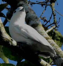 Cotinga neigeux