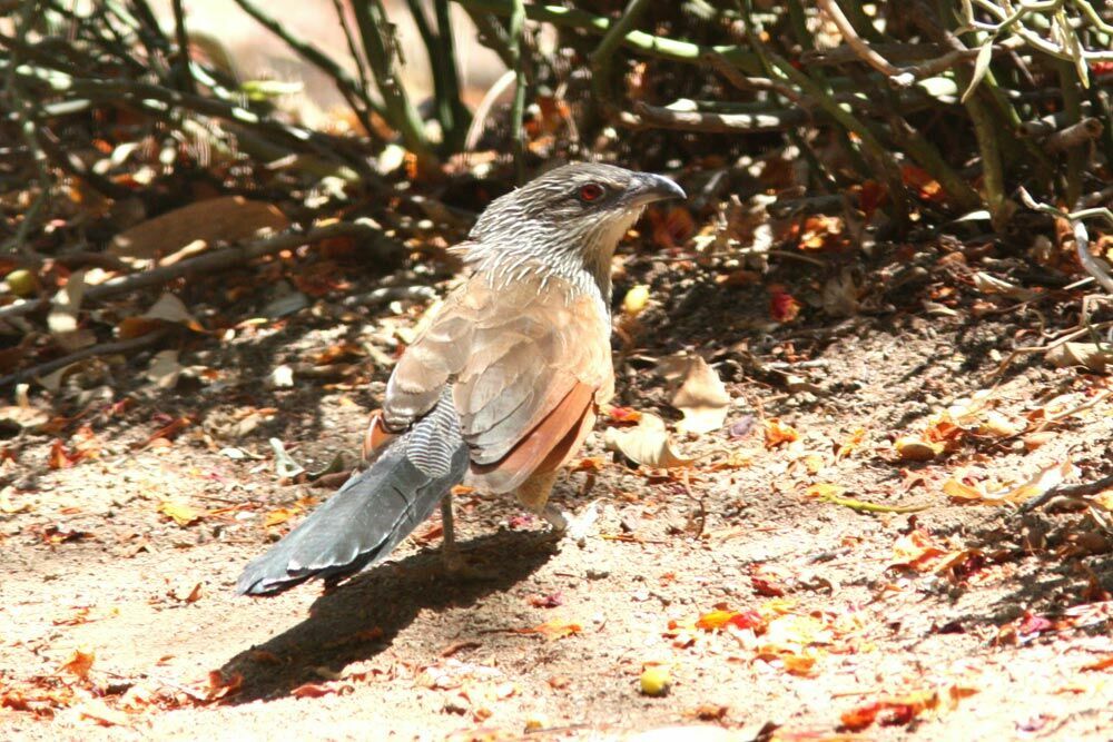 Coucal à sourcils blancs, identification