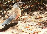 Coucal à sourcils blancs