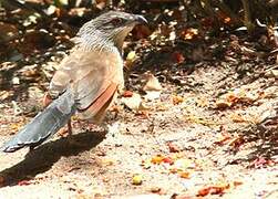 Coucal à sourcils blancs