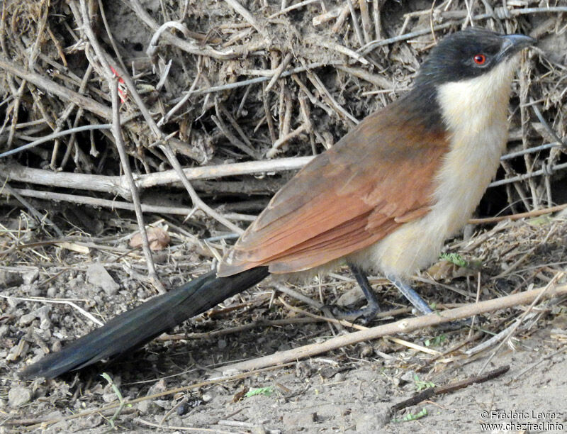 Coucal du Sénégaladulte, identification, portrait