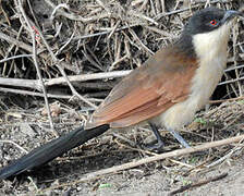 Senegal Coucal