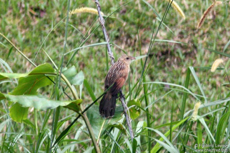 Coucal rufin, identification