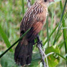 Coucal rufin