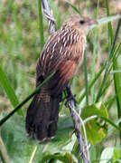 Lesser Coucal