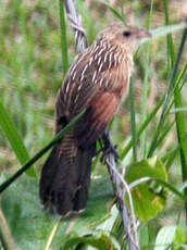 Coucal rufin