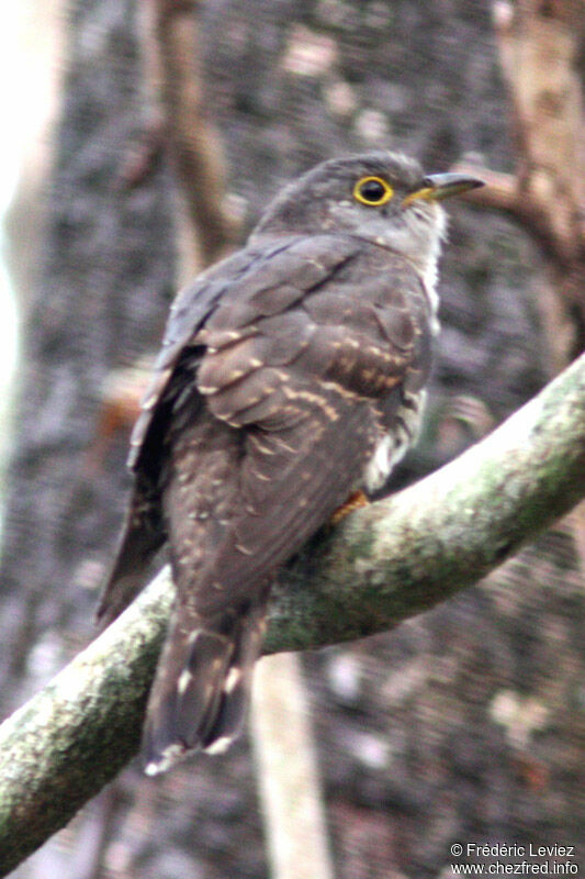 Indian Cuckoo