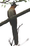 Chestnut-winged Cuckoo