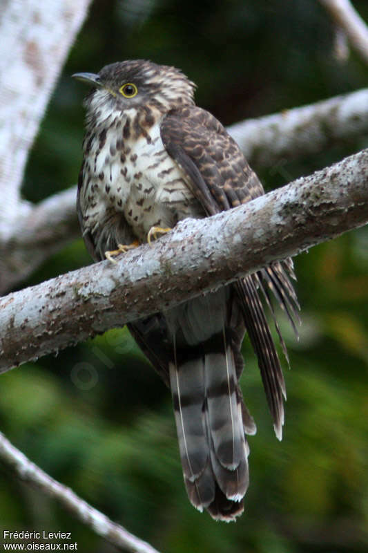 Dark Hawk-Cuckoo, identification