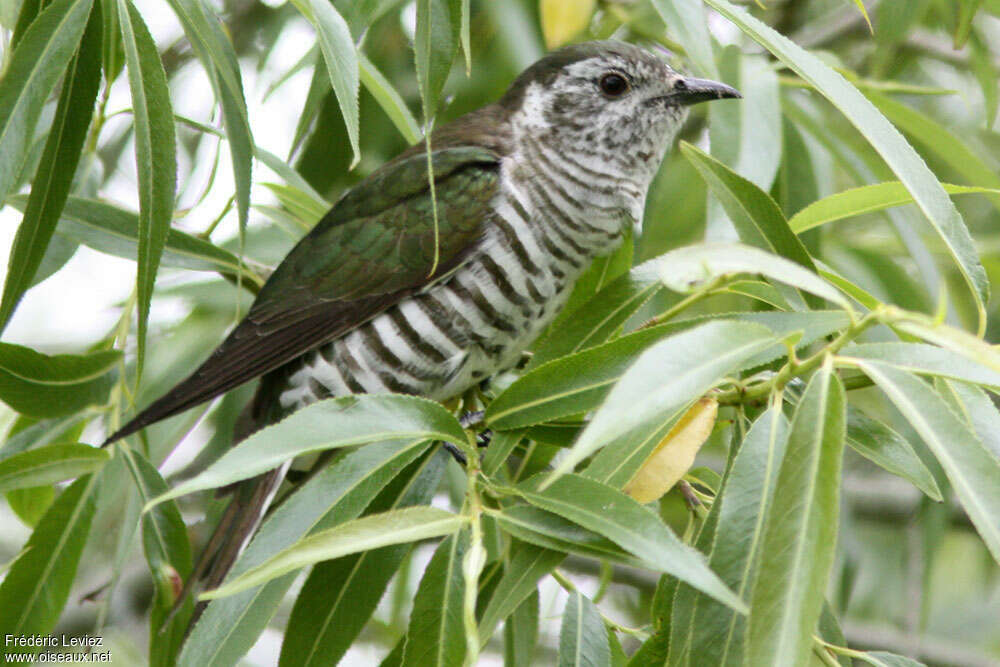 Shining Bronze Cuckooadult, identification