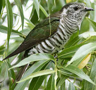 Shining Bronze Cuckoo