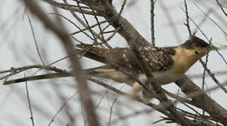 Great Spotted Cuckoo