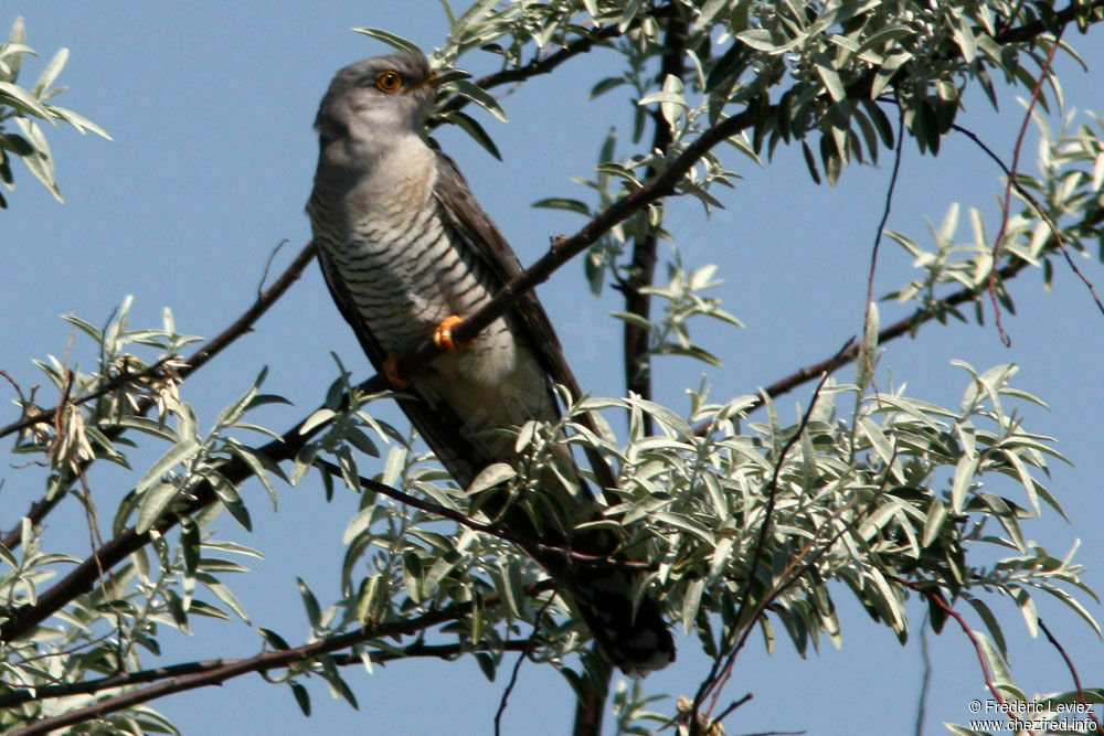 Coucou grisadulte, identification