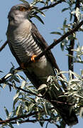 Common Cuckoo