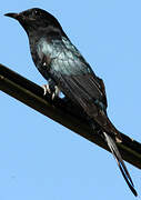 Square-tailed Drongo-Cuckoo