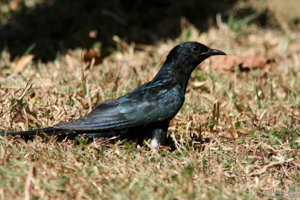 Square-tailed Drongo-Cuckooadult, identification