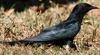 Square-tailed Drongo-Cuckoo