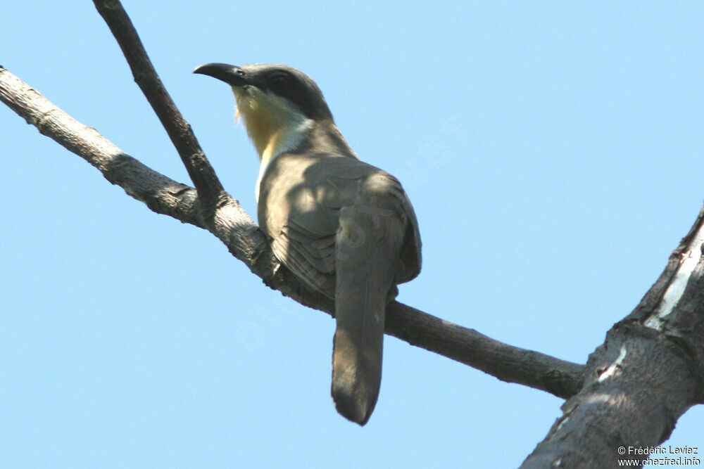 Coulicou de Vieillotadulte, identification