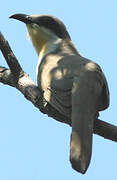 Dark-billed Cuckoo