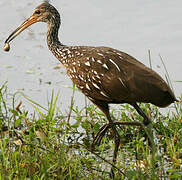 Limpkin