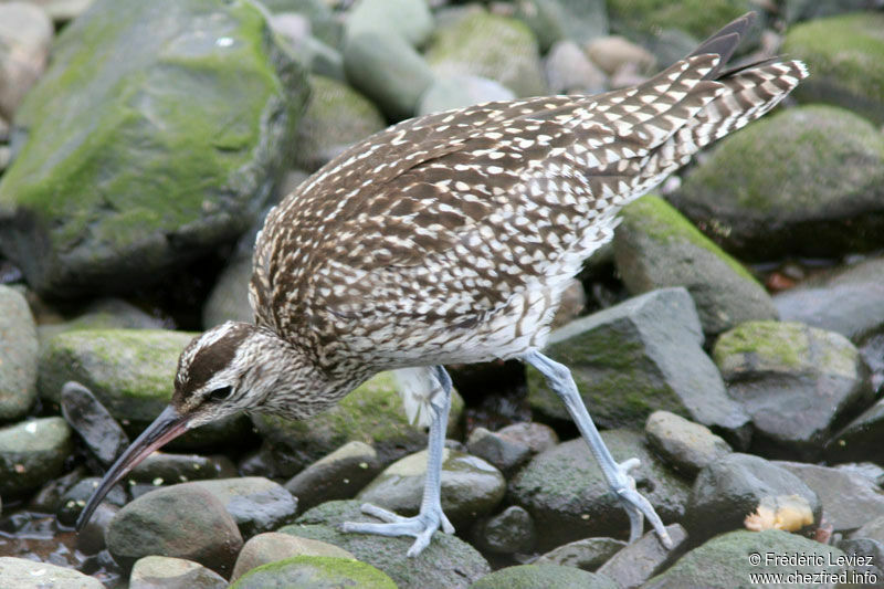 Eurasian Whimbrel