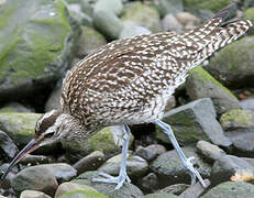 Eurasian Whimbrel