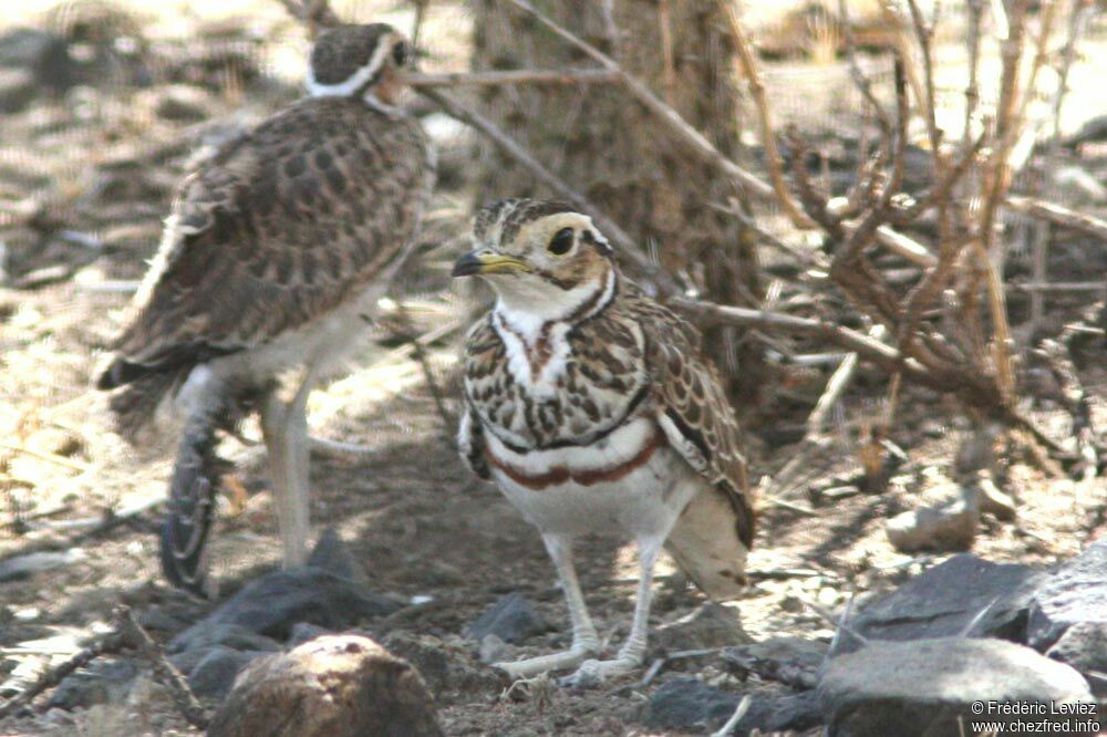 Three-banded Courseradult, identification