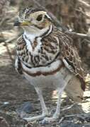 Three-banded Courser