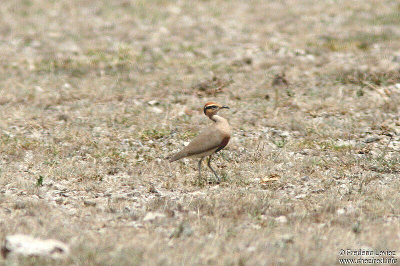 Courvite de Temminck adulte frle43348