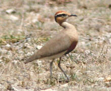 Temminck's Courser