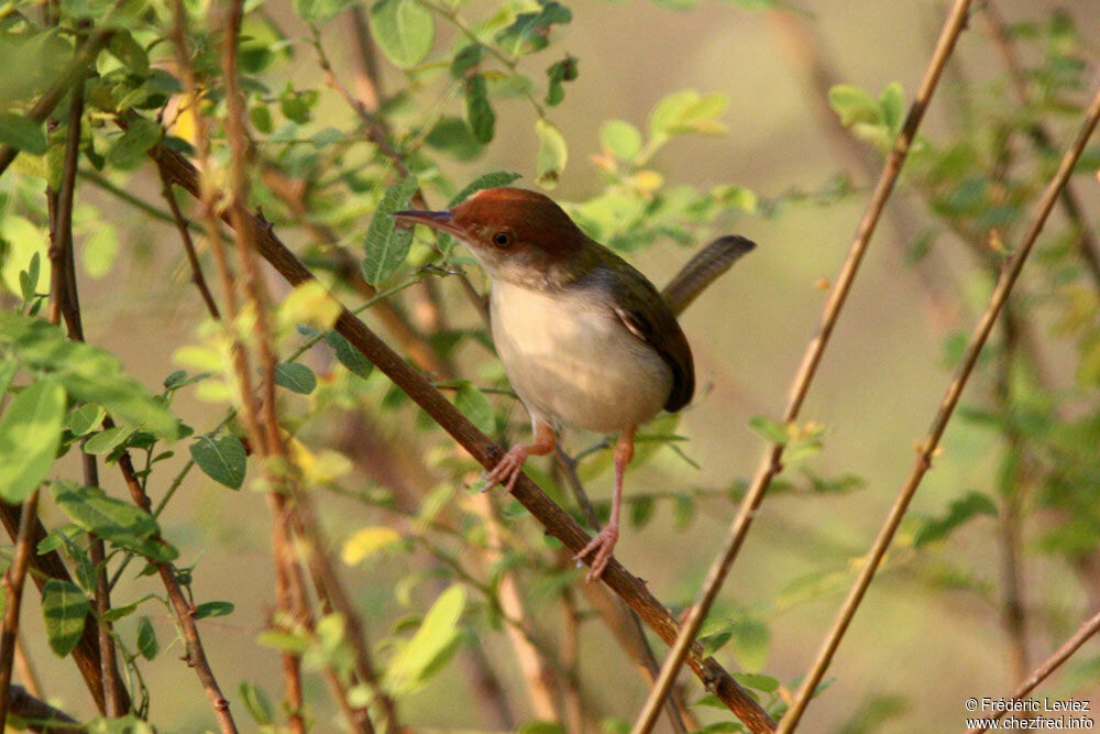 Common Tailorbirdadult, identification