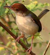 Common Tailorbird