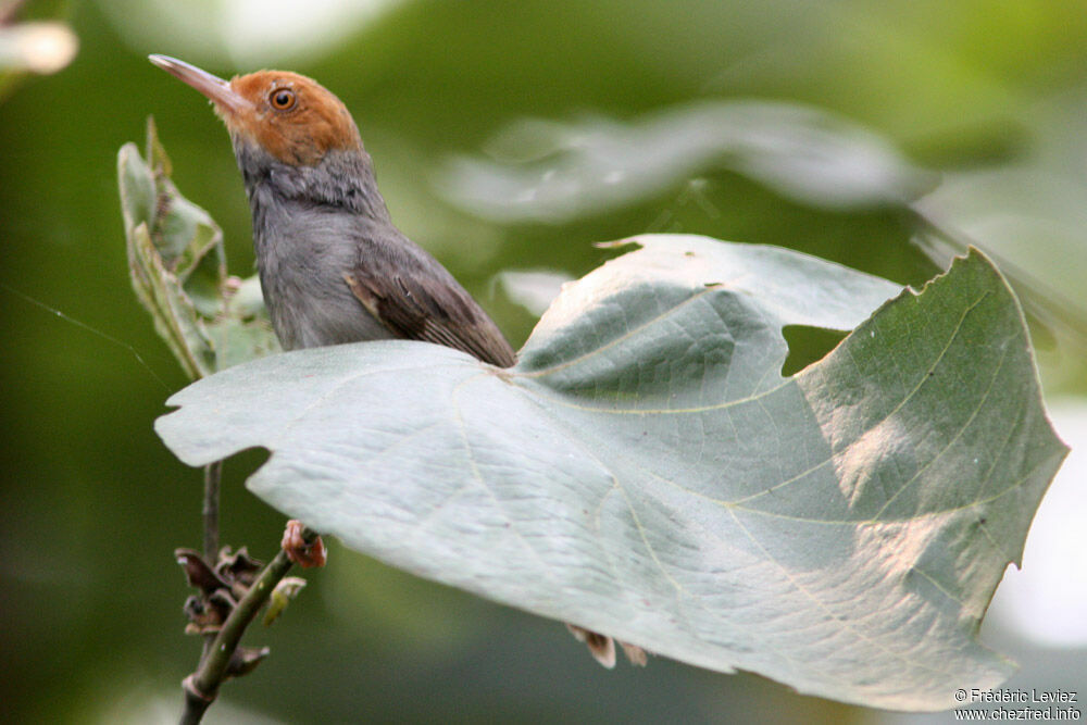 Couturière à tête rousse, identification