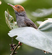 Ashy Tailorbird