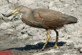 Rufous-bellied Heron