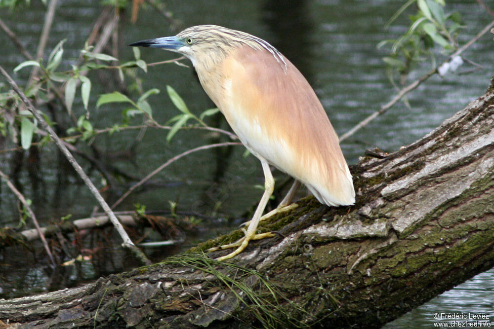 Crabier cheveluadulte nuptial, identification