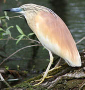 Squacco Heron