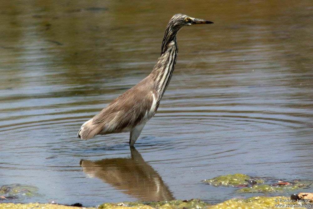 Crabier chinois, identification