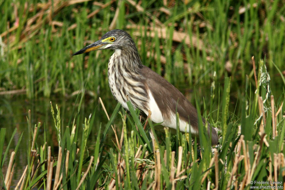 Crabier chinois, identification