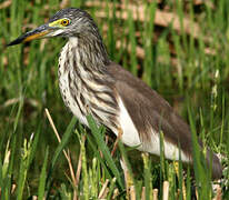 Chinese Pond Heron