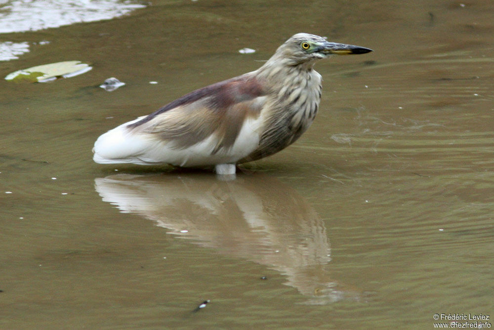 Indian Pond Heronadult breeding, identification