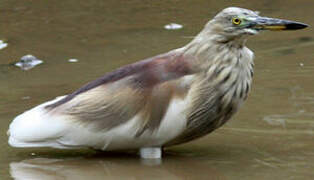 Indian Pond Heron