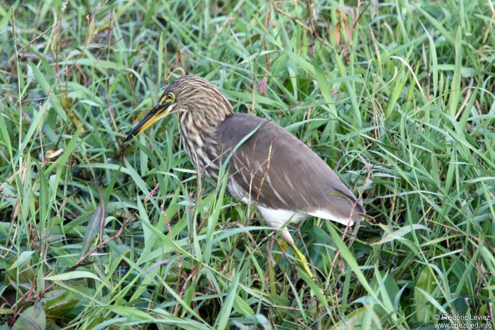 Indian Pond Heronadult post breeding, identification