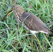 Indian Pond Heron