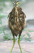 Indian Pond Heron