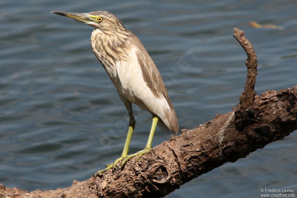 Indian Pond Heronadult breeding, identification