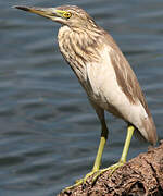 Indian Pond Heron