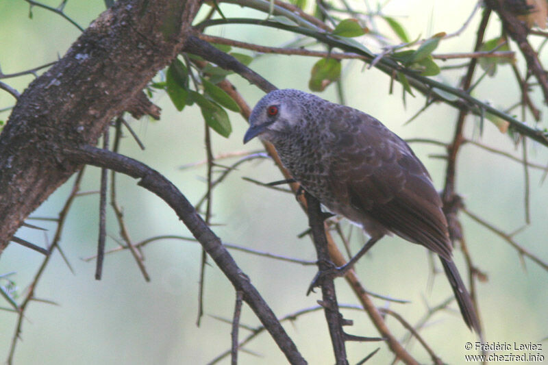 White-rumped Babbleradult