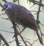 White-rumped Babbler