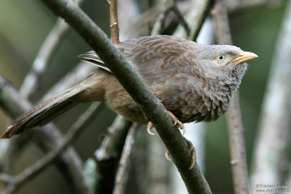 Yellow-billed Babbleradult, identification